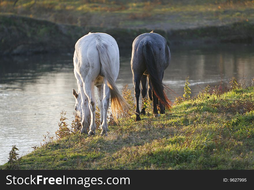 Horses grazing and drinking water from a pond