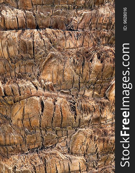 Closeup of palm tree texture