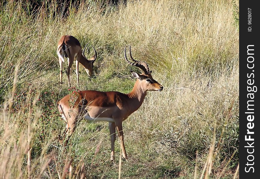 Antelopes in the close-up of savanna trees in sunny day