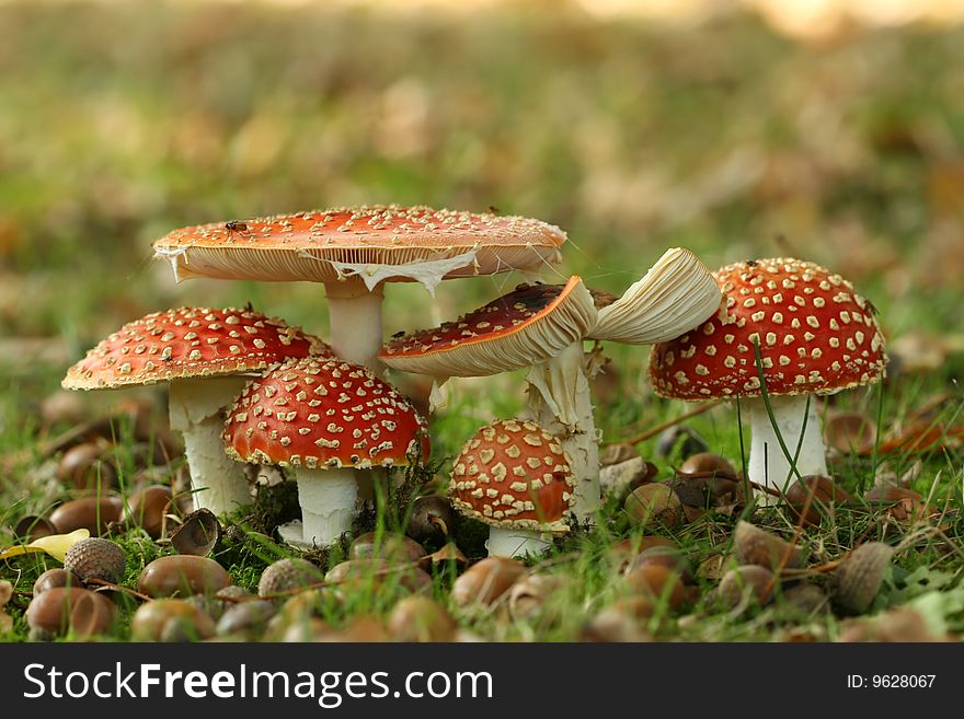 Autumn scene: Group of toadstools in the grass