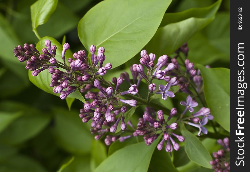 Branch of blooming lilac flowers. Branch of blooming lilac flowers