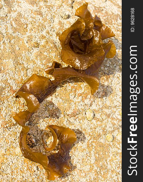 A brown seaweed on a yellow rock. A brown seaweed on a yellow rock