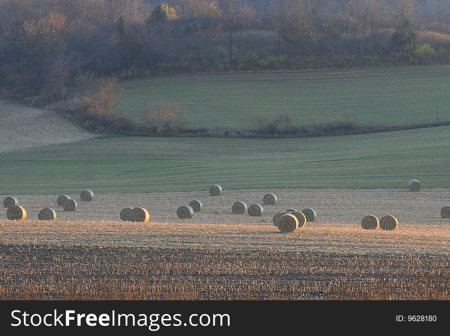 Rolls Of Hay