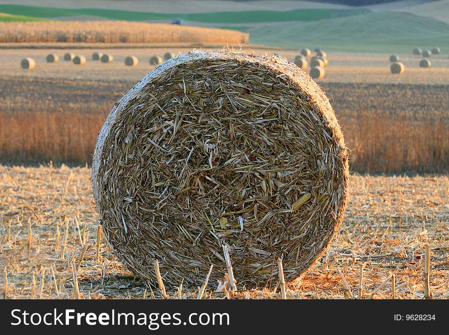 Rolls Of Hay