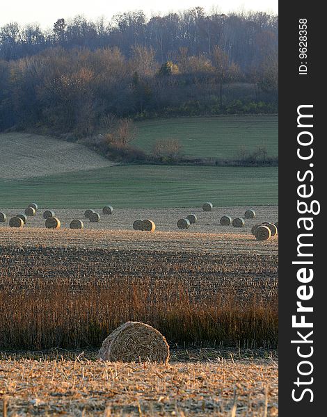 Rolls of hay