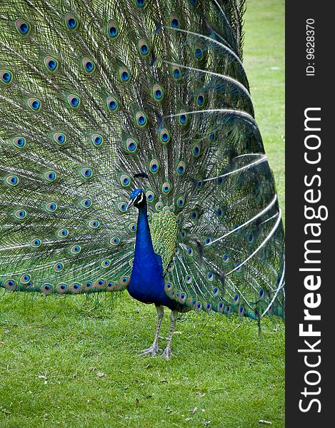 Flamboyant Peacock showing off his feathers