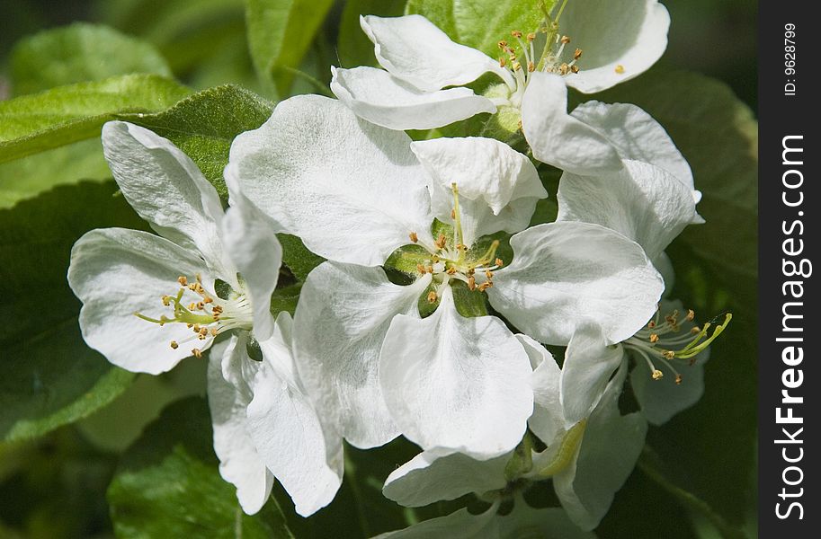 Blossoming apple-tree in a summer day. Blossoming apple-tree in a summer day