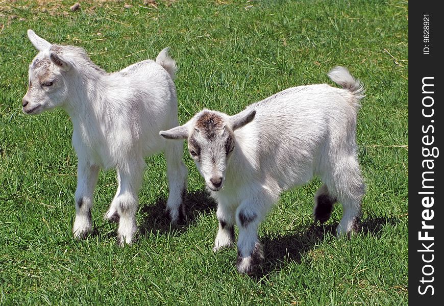 2 baby goats in field