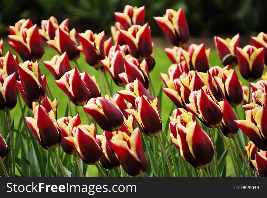 Flower-bed of unusually colored yellow-garnet tulips. Flower-bed of unusually colored yellow-garnet tulips