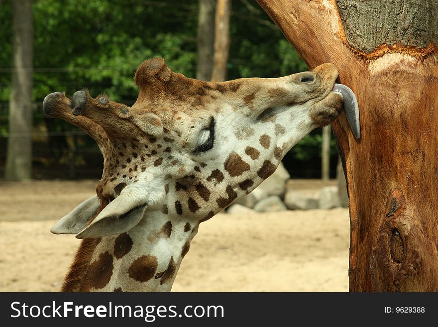 Giraffe in the zoo licking a tree