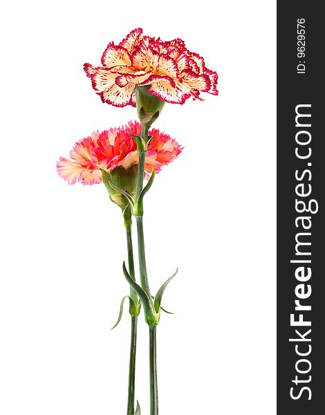 Beautiful two carnation on a white background