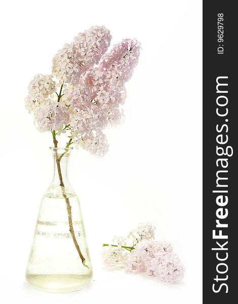 Blossoming branch of a lilac on a white background