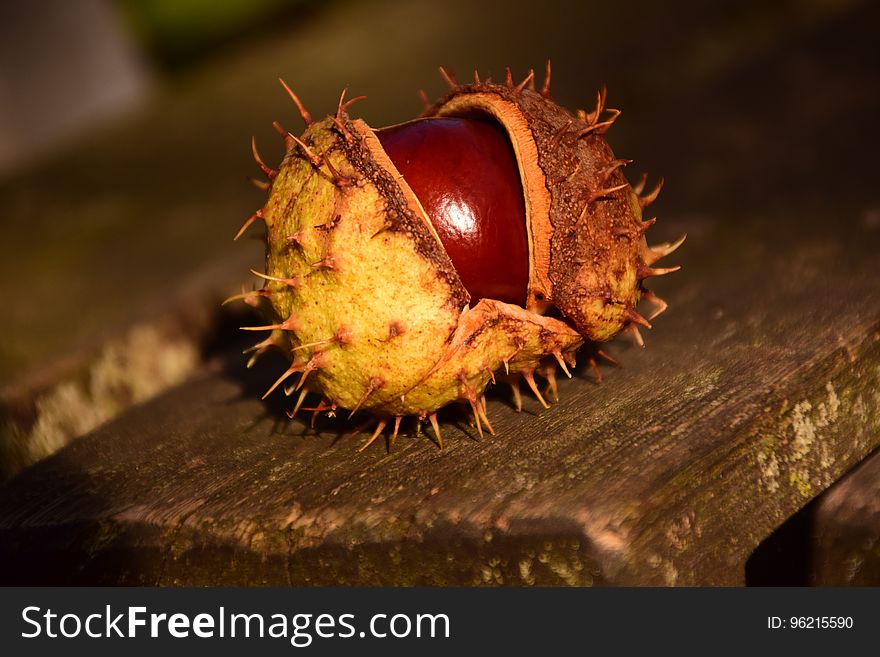 Buckeyes On Plank