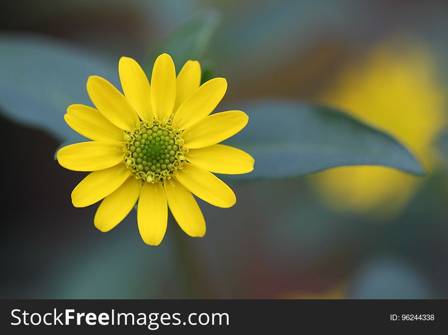 Flower, Yellow, Flora, Macro Photography
