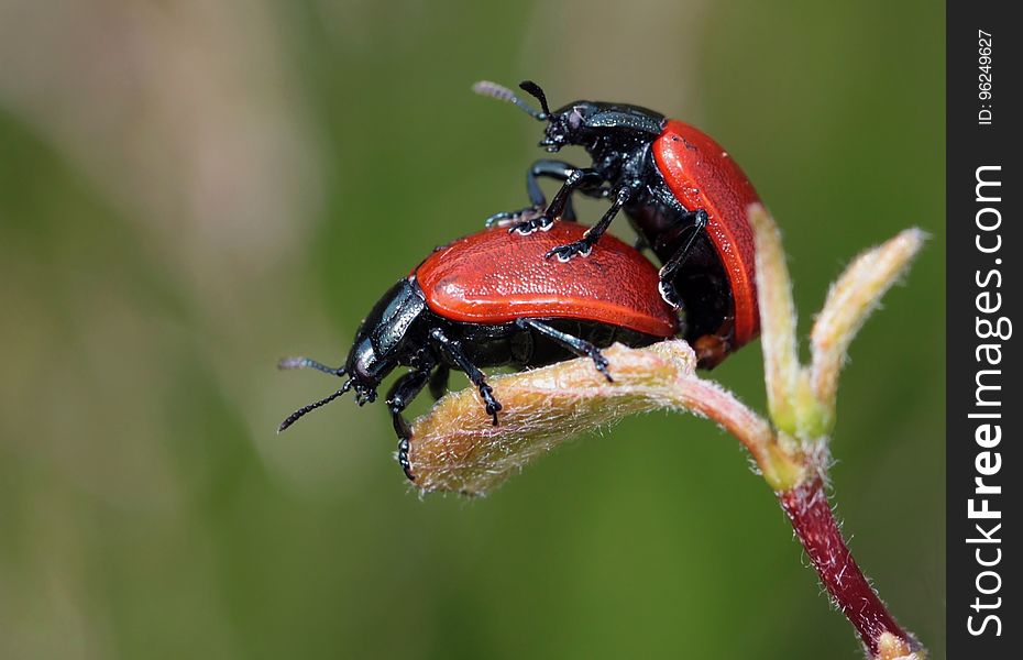 Insect, Macro Photography, Beetle, Invertebrate