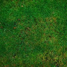Free Grass, Green, Vegetation, Ecosystem Stock Photography - 96250912