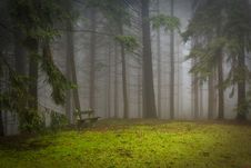 Free Ecosystem, Forest, Vegetation, Tree Royalty Free Stock Image - 96257836