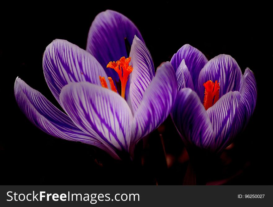 Flower, Crocus, Plant, Purple
