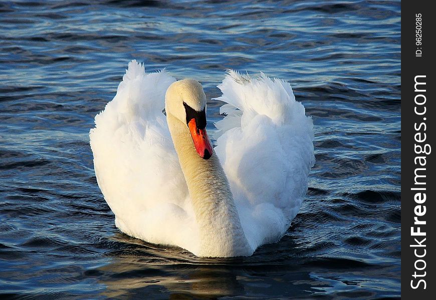 Swan, Bird, Water Bird, Ducks Geese And Swans