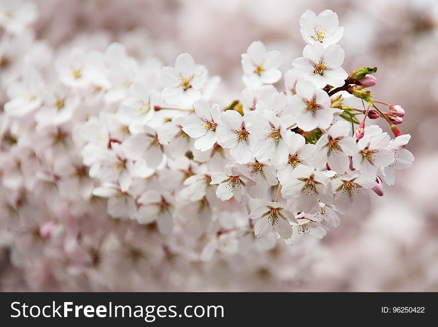 Flower, Blossom, Pink, Cherry Blossom