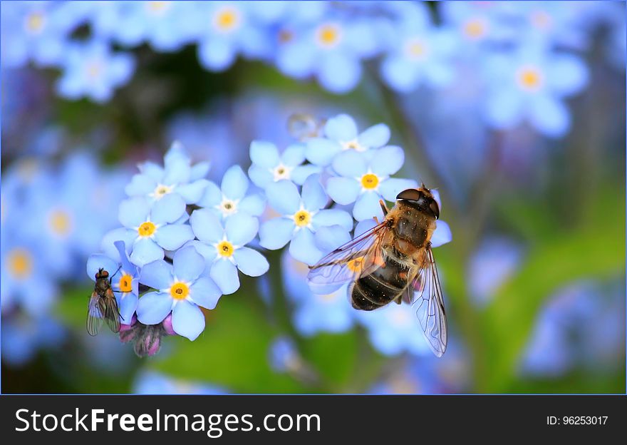 Flower, Honey Bee, Bee, Nectar