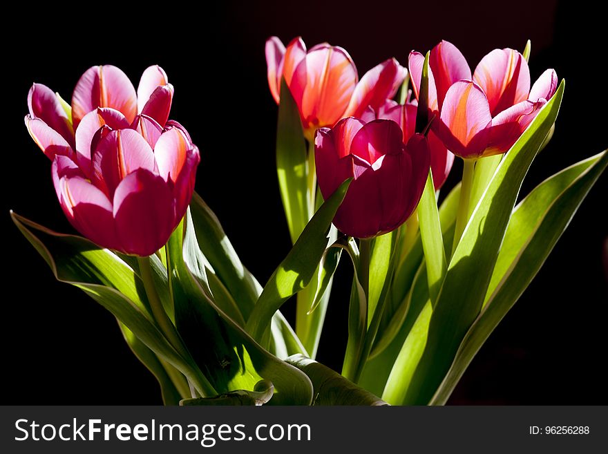 Flower, Plant, Flowering Plant, Tulip