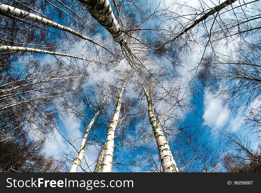 Tree, Sky, Woody Plant, Branch