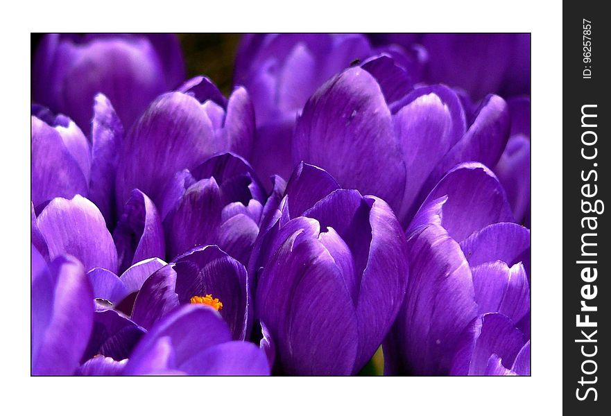 Flower, Violet, Crocus, Purple