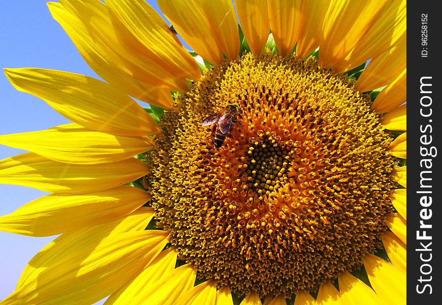 Sunflower, Flower, Honey Bee, Yellow