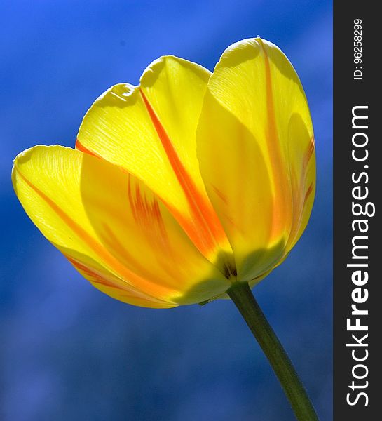 Flower, Yellow, Wildflower, Plant