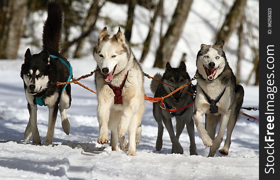 Dog, Dog Like Mammal, Sled Dog, Sakhalin Husky
