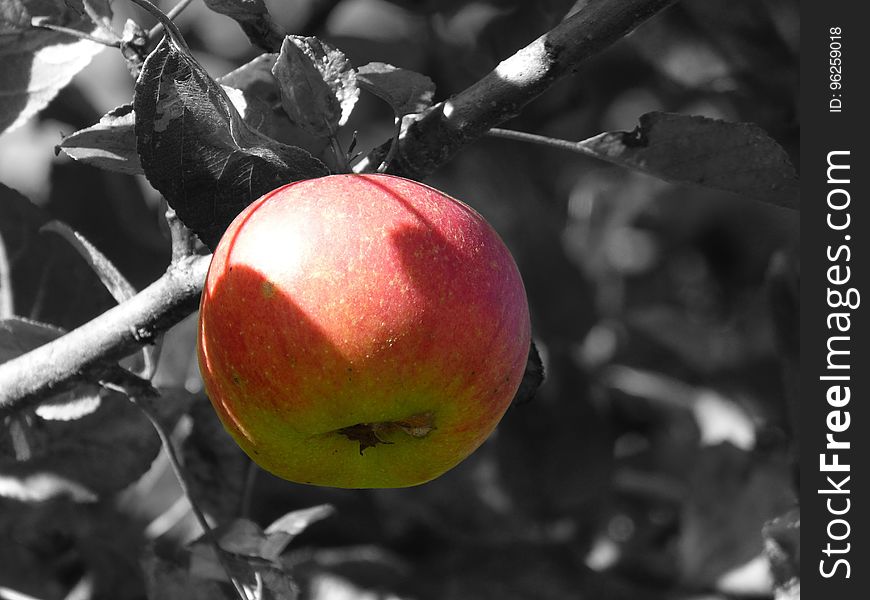 Apple, Fruit, Produce, Plant