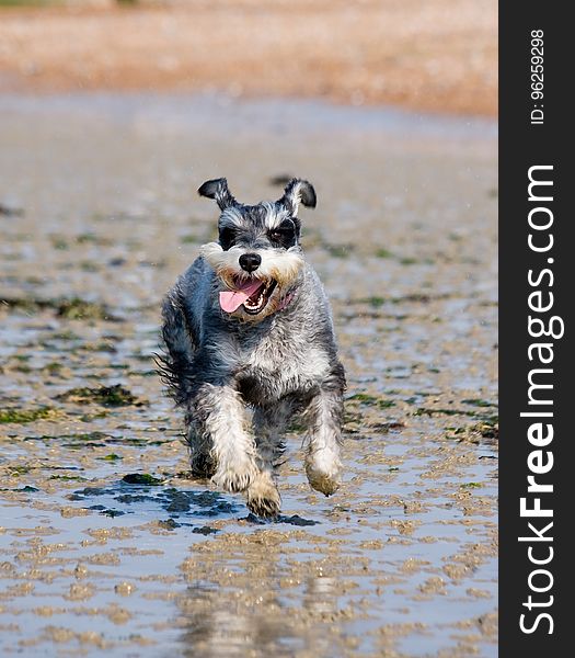 Dog, Dog Like Mammal, Dog Breed, Miniature Schnauzer