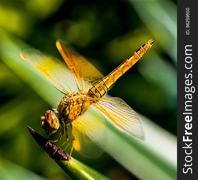 Dragonfly, Insect, Dragonflies And Damseflies, Macro Photography