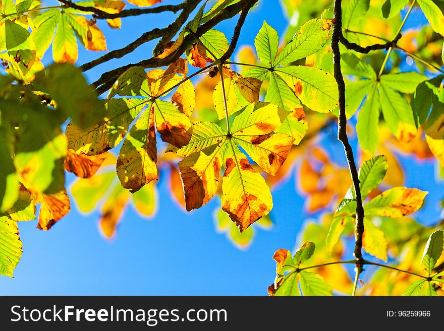 Leaf, Yellow, Autumn, Branch