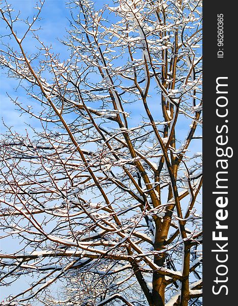 Branch, Tree, Sky, Twig