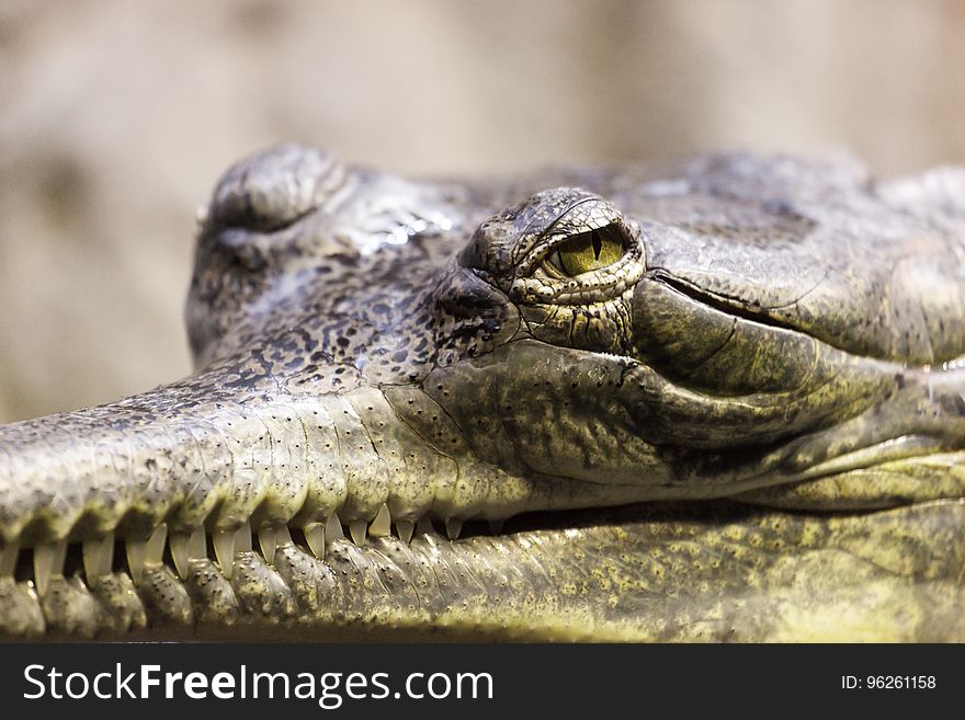 Crocodilia, Reptile, American Alligator, Alligator