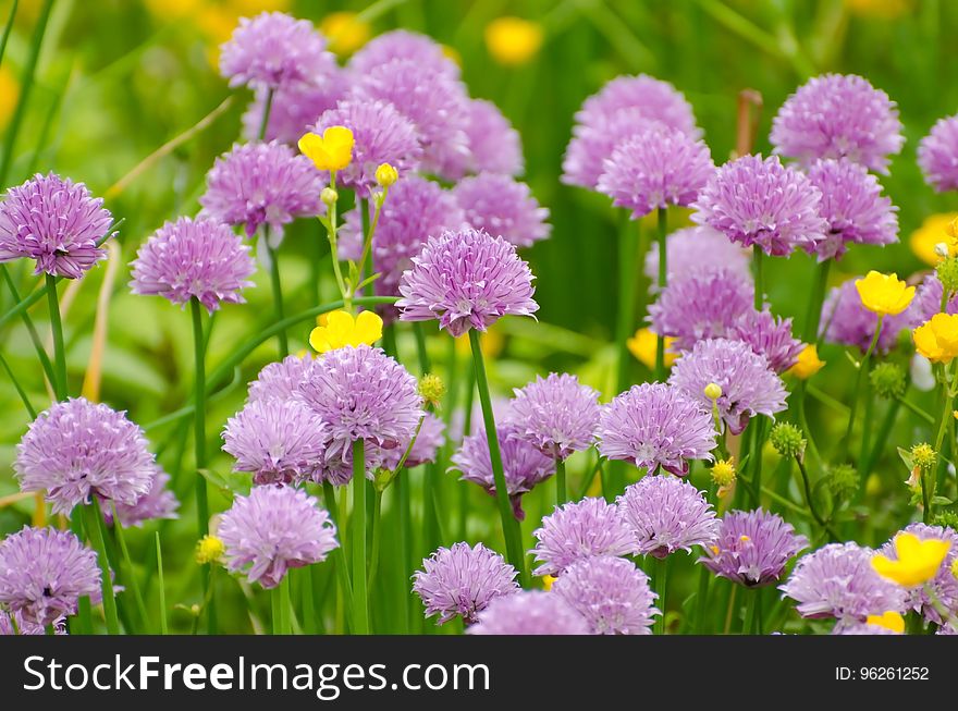 Purple, Flower, Chives, Grass