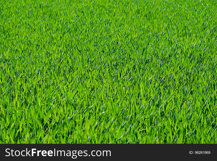 Grass, Field, Grassland, Grass Family