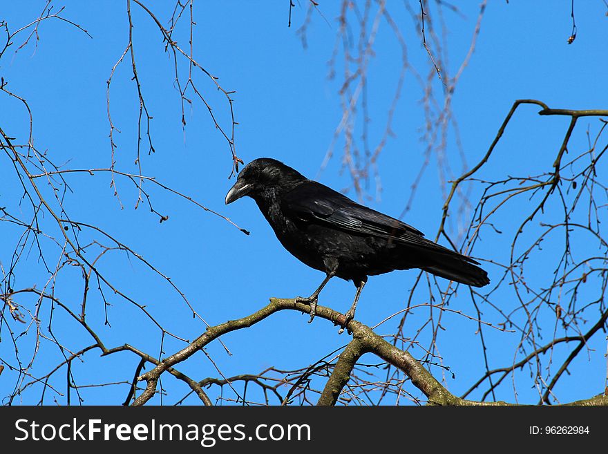 Bird, Fauna, Sky, American Crow