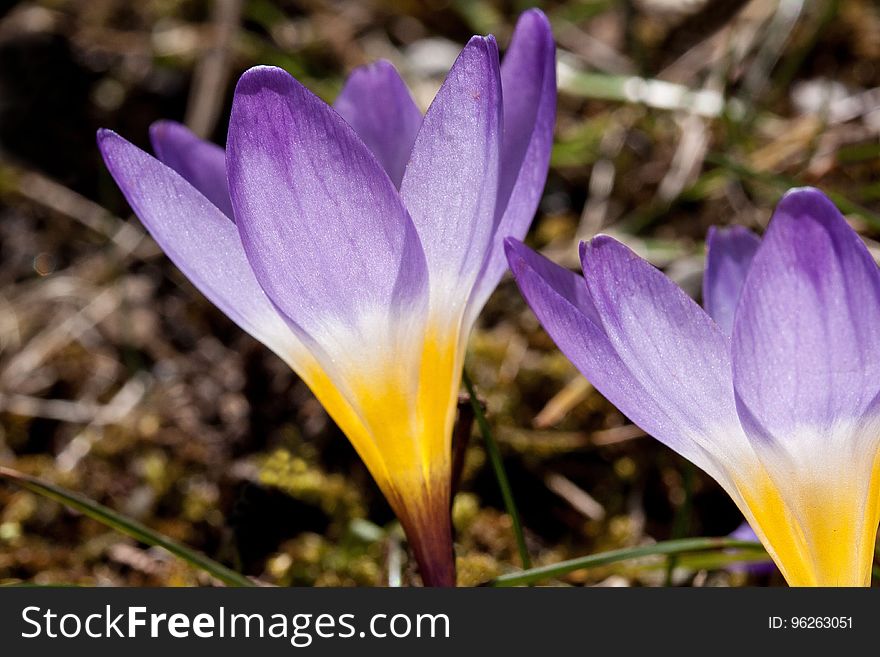 Flower, Plant, Flora, Crocus