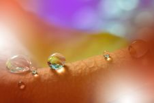 Conceptual Abstract Macro Photo With Water Drops.Transparent And Clear Water Beads.Web Banner.Beautiful Nature.Relaxation. Royalty Free Stock Photo