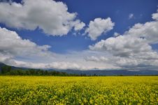 Canola Field.Art Photography.Blue Sky,clouds.Beautiful Nature Background.Tranquil Scene.Mountains.Landscape.Panorama. Stock Image Canola Field.Art Photography.Blue Sky,clouds.Beautiful Nature Background.Tranquil Scene.Mountains.Landscape.Panorama. Stock Image