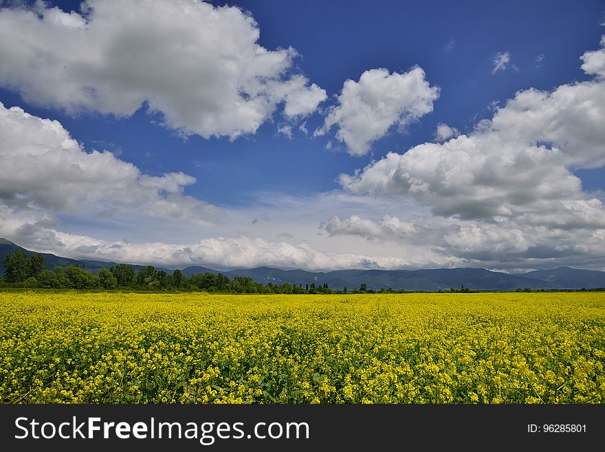 Agricultural landscape of canola or rapeseed farm field.Art Photography.Artistic Clouds. Agricultural landscape of canola or rapeseed farm field.Art Photography.Artistic Clouds.