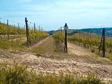 Vineyards Royalty Free Stock Photography Vineyards Royalty Free Stock Photography