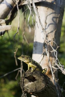 Lizard On Piece Of Wood Stock Photography