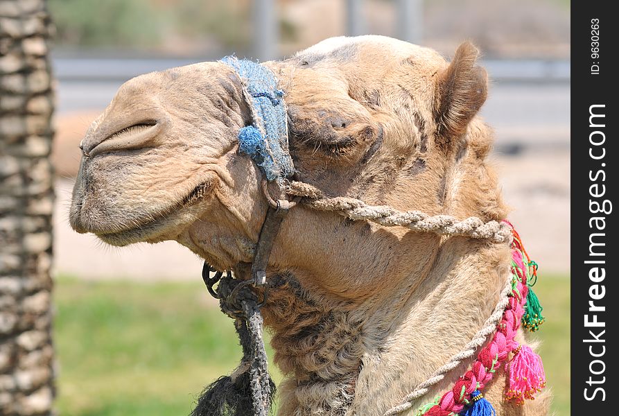 Decorated Dromedary Camel Head, Israel