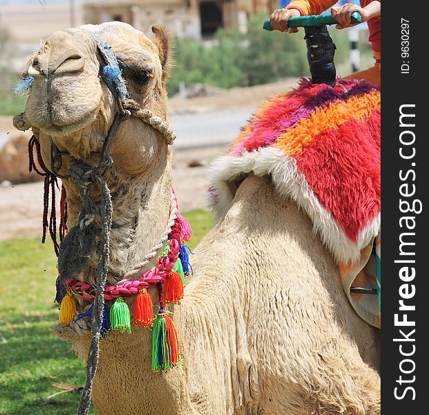 Decorated Dromedary Camel near Dead See, Israel