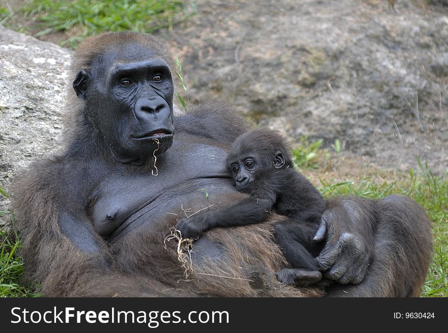Female Western lowland gorilla with a young offspring on her body. Female Western lowland gorilla with a young offspring on her body