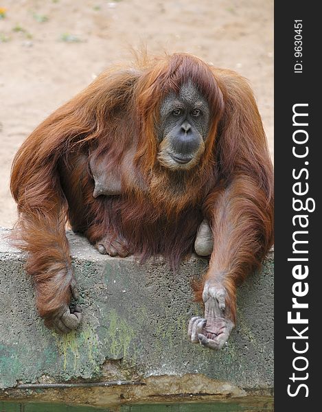 Adult Female Orangutan in Zoo